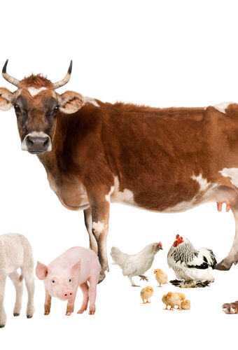 Homestead Animals Best Most Popular Chicken Goat Horse Pig Cow Sheep