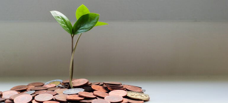 Growing money off grid on tree