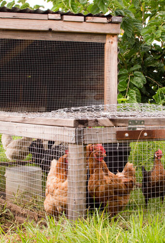 Permaculture Chicken Tractor Design